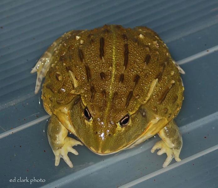 Pyxicephalus adspersus 14.jpg